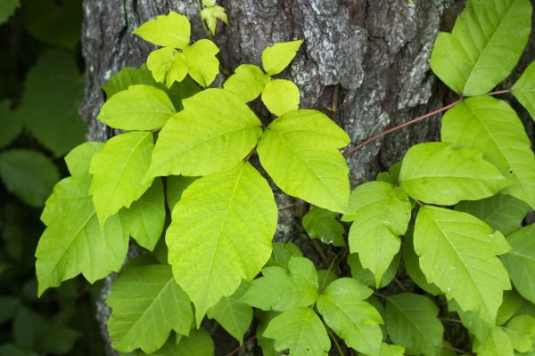 Grow your Poison Ivy Service business