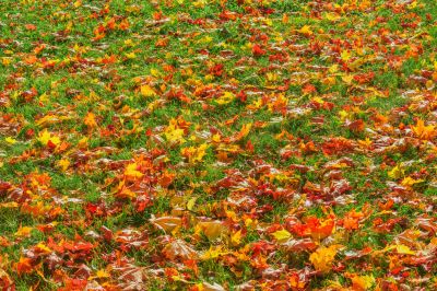 Healthy Lawn in Fall