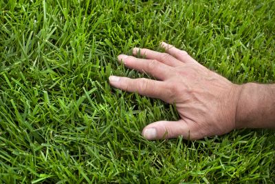 Healthy Lawn Growth