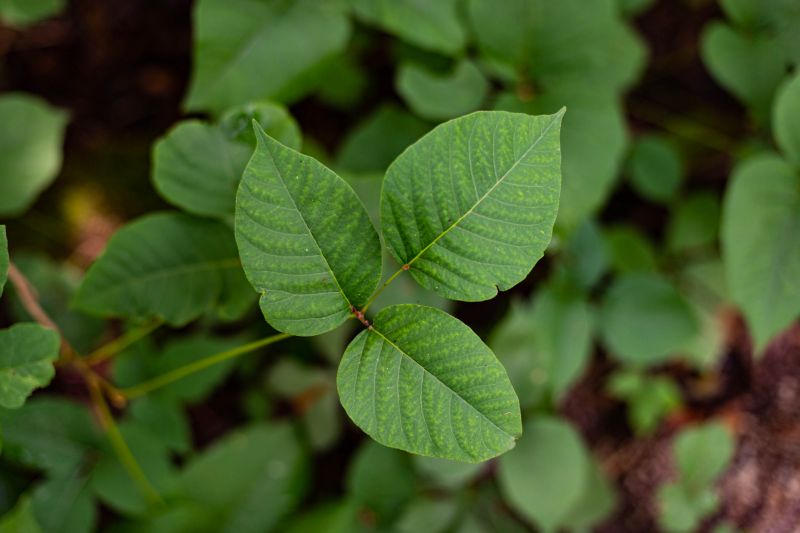 Poison Ivy Removal Cost — Cost of Poison Ivy Service