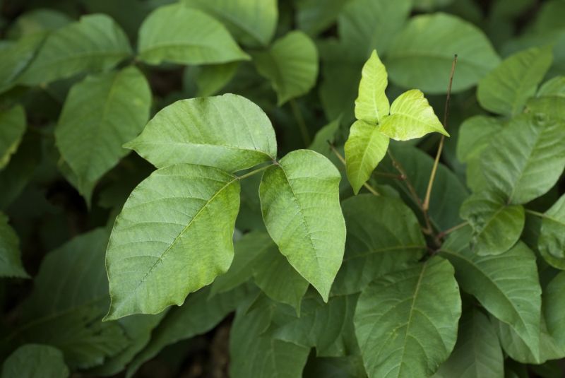 Poison Ivy Removal Cost — Cost of Poison Ivy Service