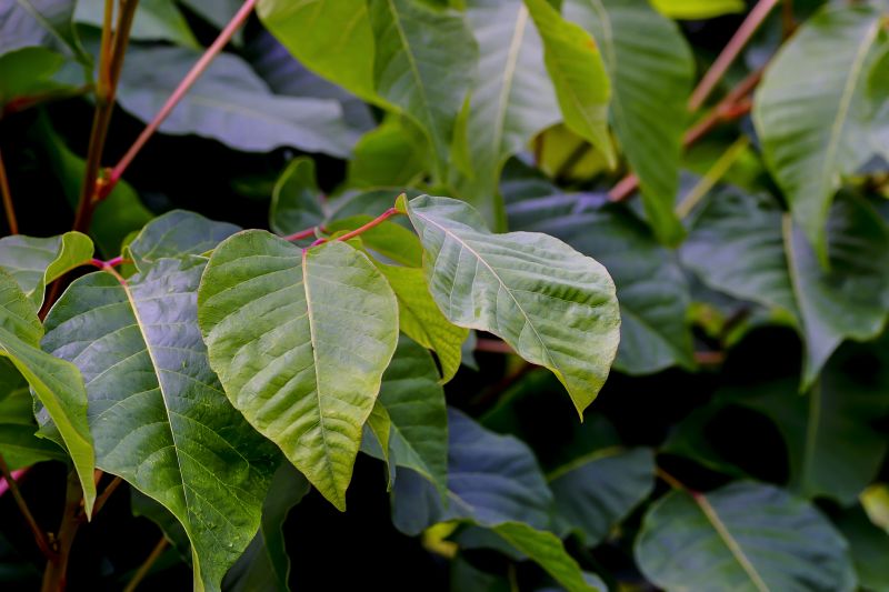 Poison Ivy Removal Cost — Cost of Poison Ivy Service