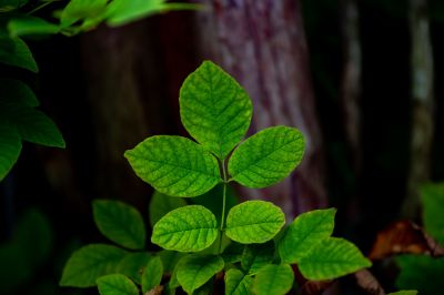 Poison Ivy Removal Cost — Cost of Poison Ivy Service