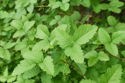Poison Ivy Removal Cost — Cost of Poison Ivy Service