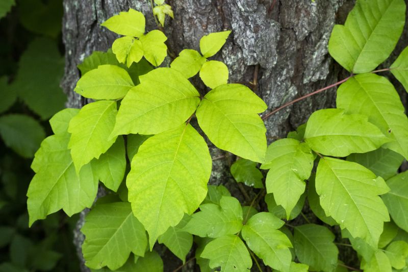 Poison Ivy in Early Spring