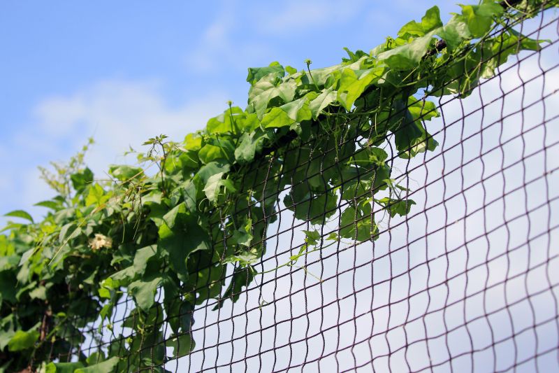 Completed Poison Ivy Removal Project