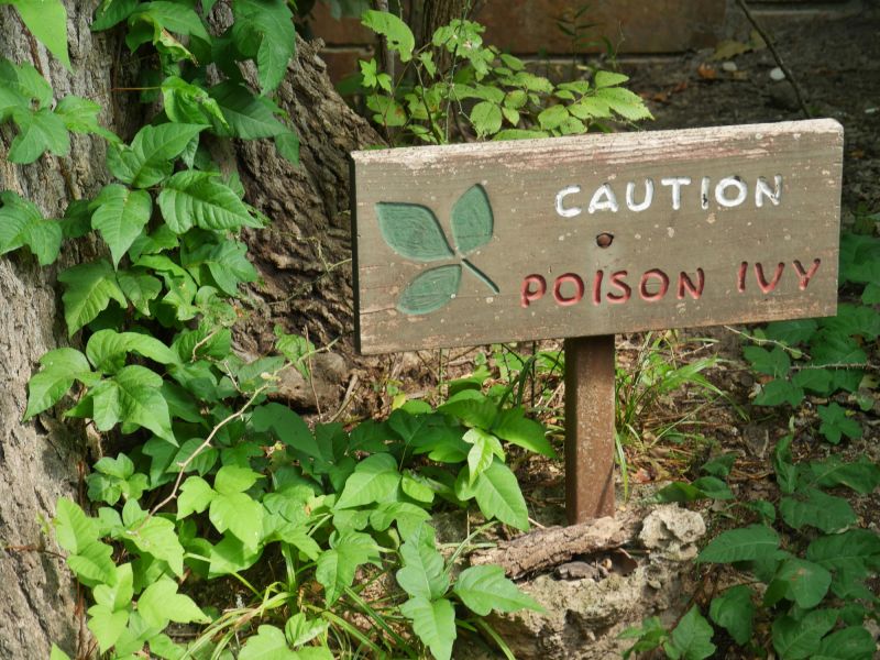 Poison Ivy Service